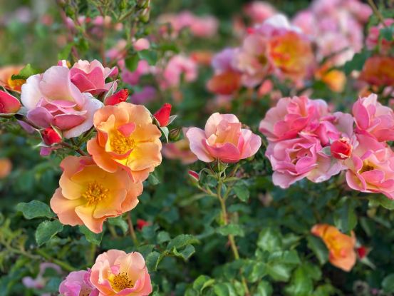Schafstedter Rosentage, © Bärbel Grimm