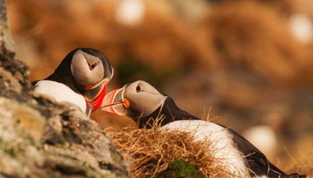 Photo 2 18_Puffins_flirting, © Asgeir Helgestad