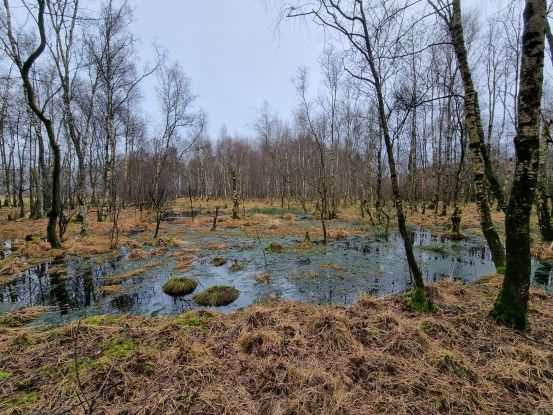 Entkusseln Luhnstedter Moor, &copy; Naturpark Aukrug e.V.