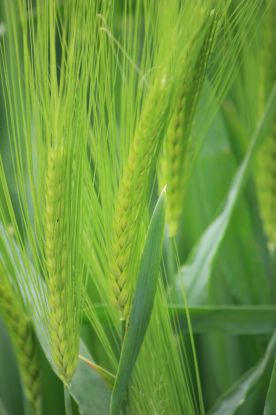 &Ouml;kumenischer Gottesdienst zum Weltgebetstag der Frauen, &copy; Michael Marwedel