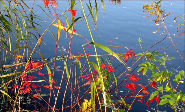 Laub am Wasser, © Hospizdienst Bergedorf e.V.