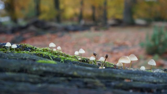 Pilzwanderung am Heidschnuckenweg, &copy; Bispingen Touristik