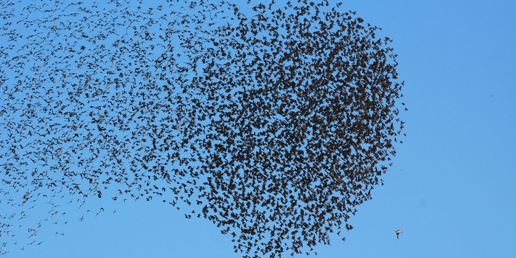 Führung: Die Vogelwelt im Meldorfer Speicherkoog, © Schutzstation Wattenmeer e. V.