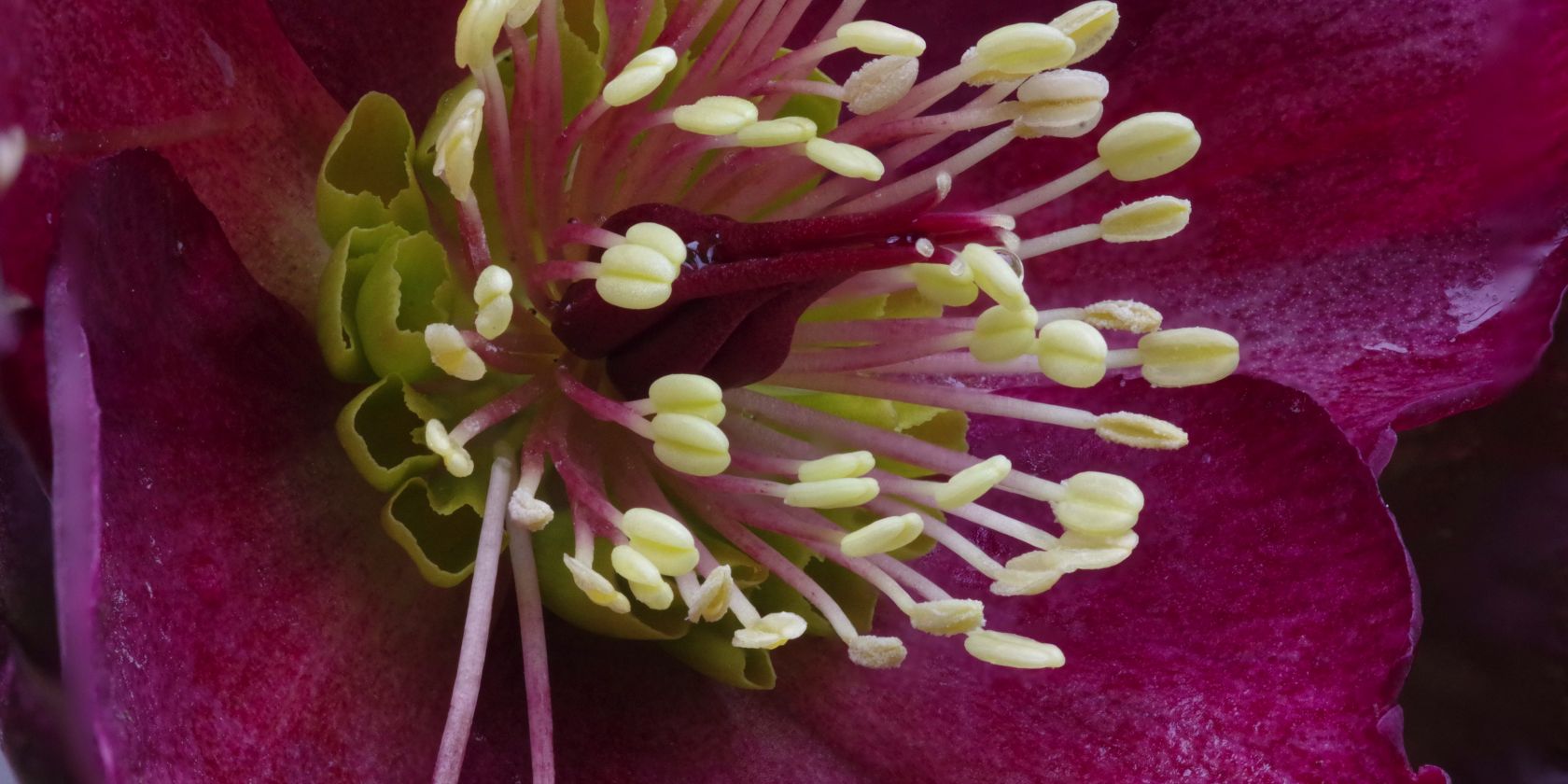 Blick in die Blüte, © Helge Masch