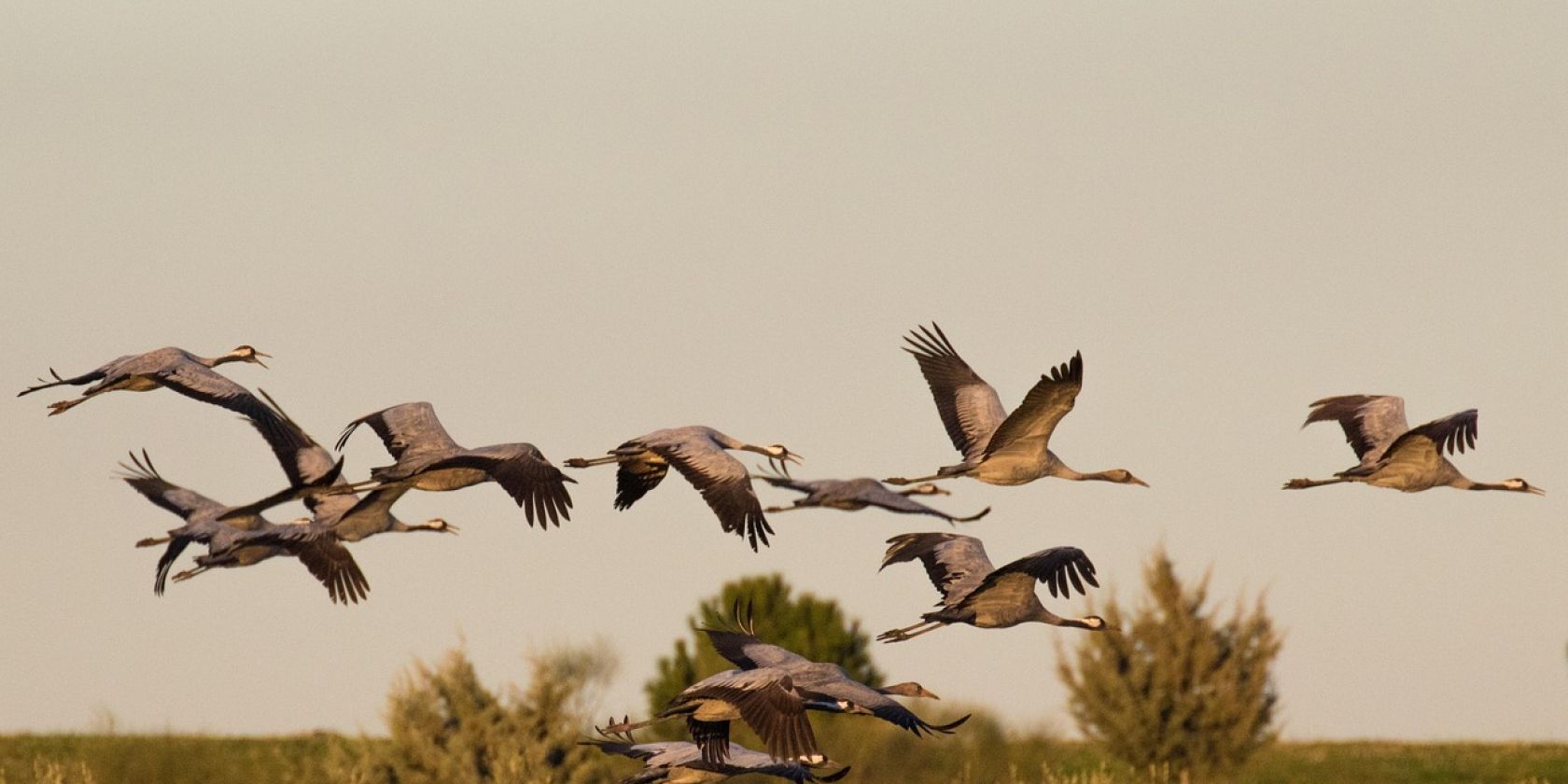 Ausgebucht - Vogelkundliche Moorbahnfahrt, &copy; BarbeeAnne, pixabay.com