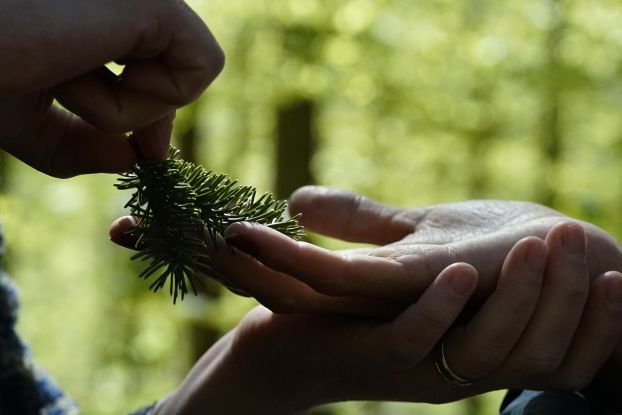 Den Wald mit allen Sinnen wahrnehmen, &copy; Vanessa Pfajfer