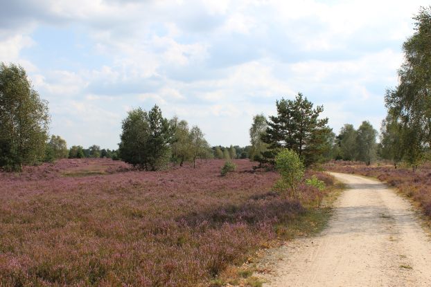 osterheide-2014-gb-12, © Schneverdingen Touristik