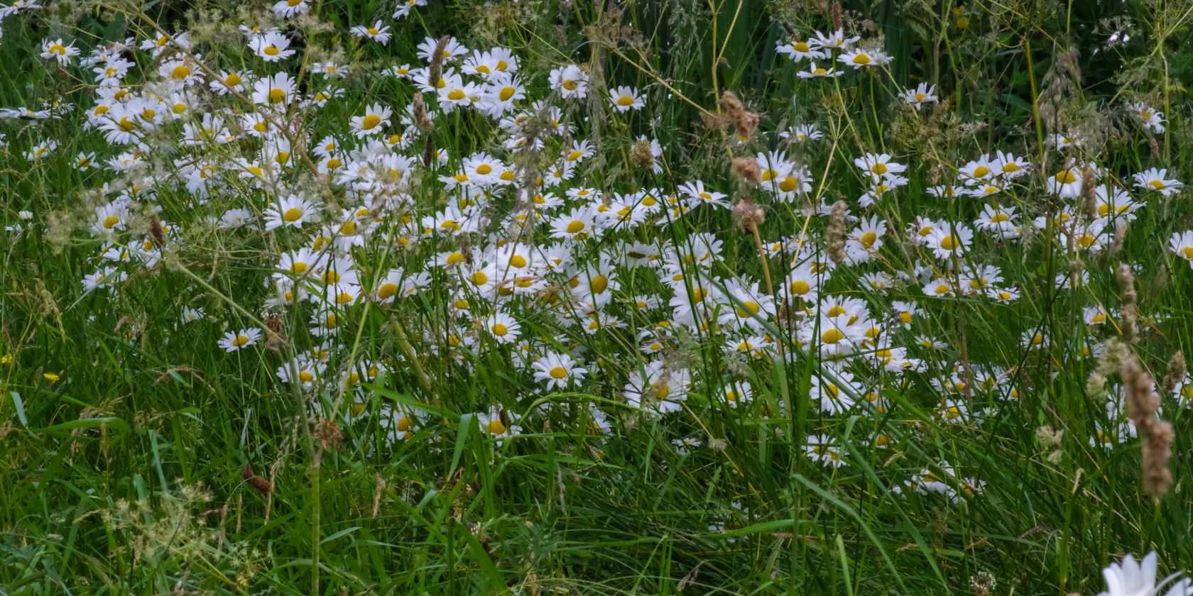 Gänseblümchen, © HELGE MASCH :DE