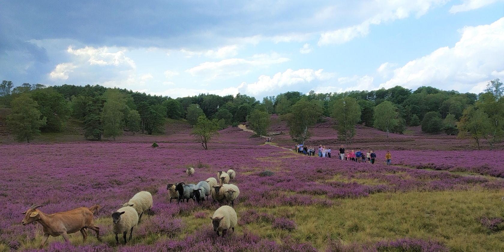 naturschutzgebiet-fischbeker-heide-loki-schmidt-stiftung, &copy; Loki Schmidt Stiftung