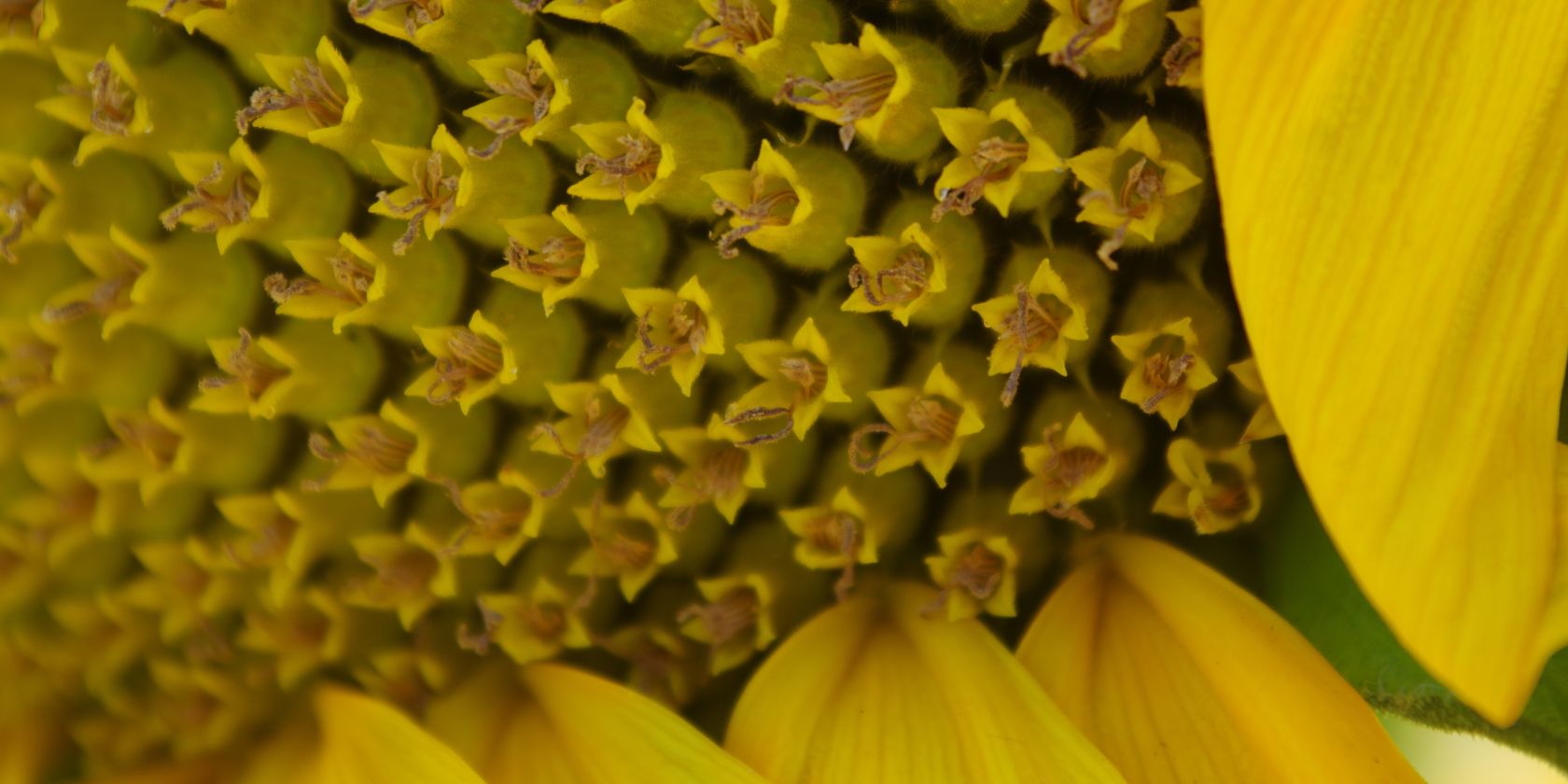 Sonnenblume, © HELGE MASCH .DE