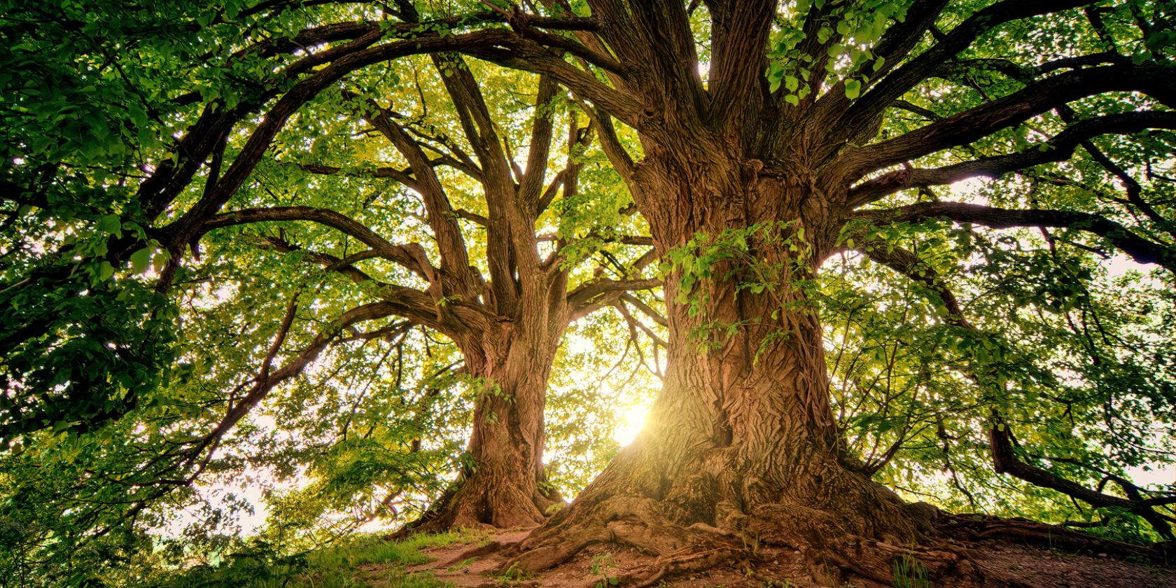 Pressefoto_Baum, © Chrissi Breyer