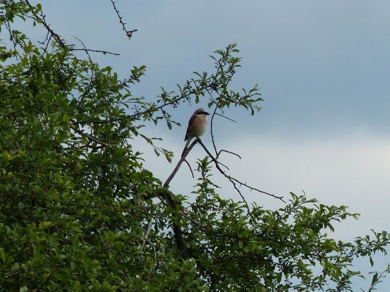 Vogelwanderung rund um den H&ouml;pen mit Weitblick, &copy; Uwe R&ouml;hrs