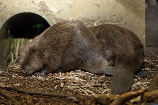 Zwei Biber in ihrer Burg im Biosphaerium, © Berit Neß