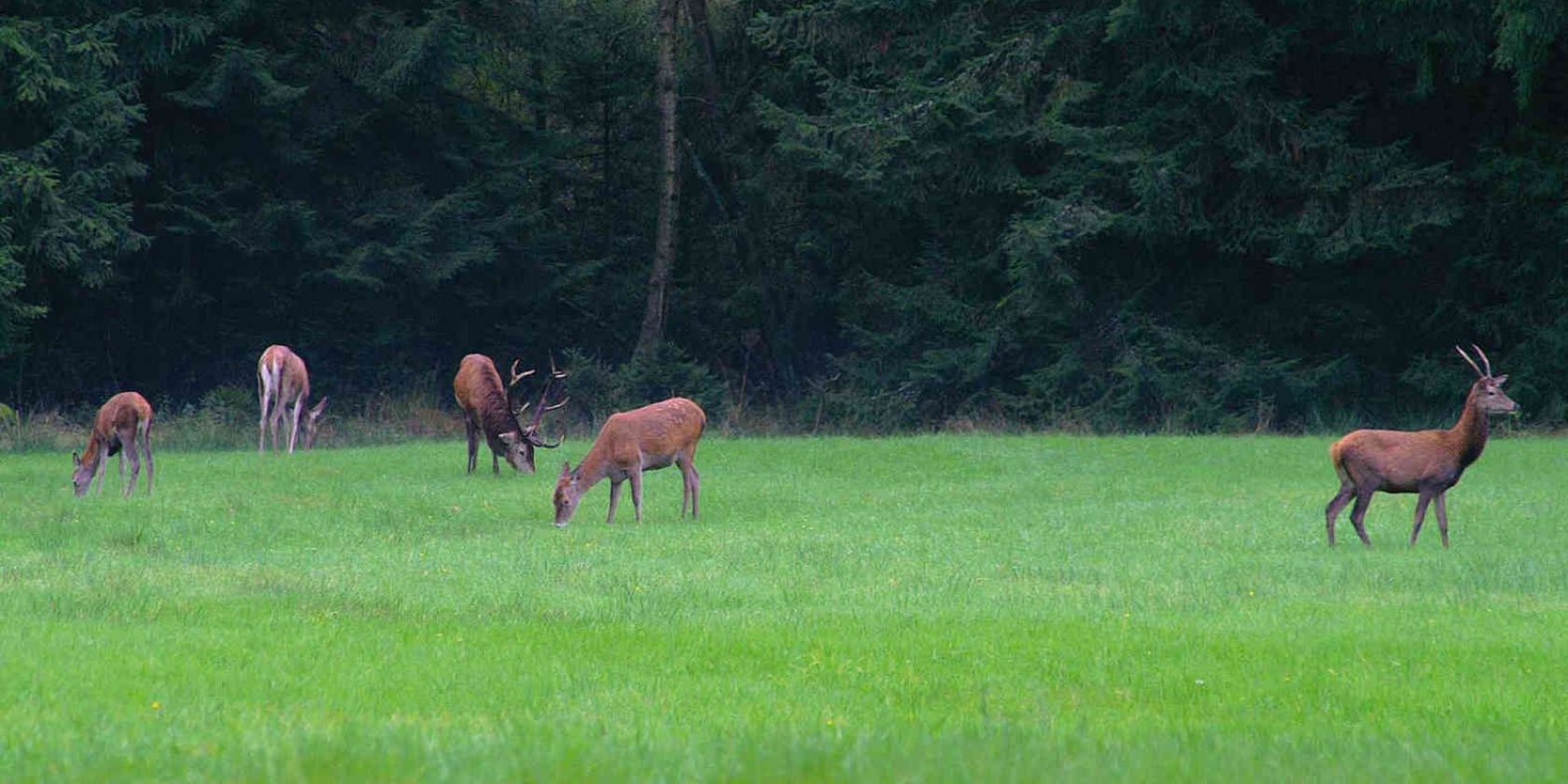 Rotwild beim Traumzeithof, © Traumzeithof Jürgen Reimer