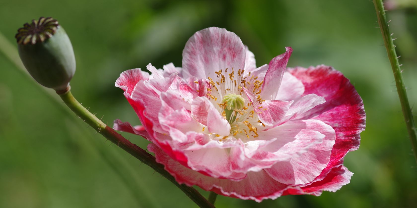 Klatschmohn (Papaver rhoeas), © HELGE MASCH .DE