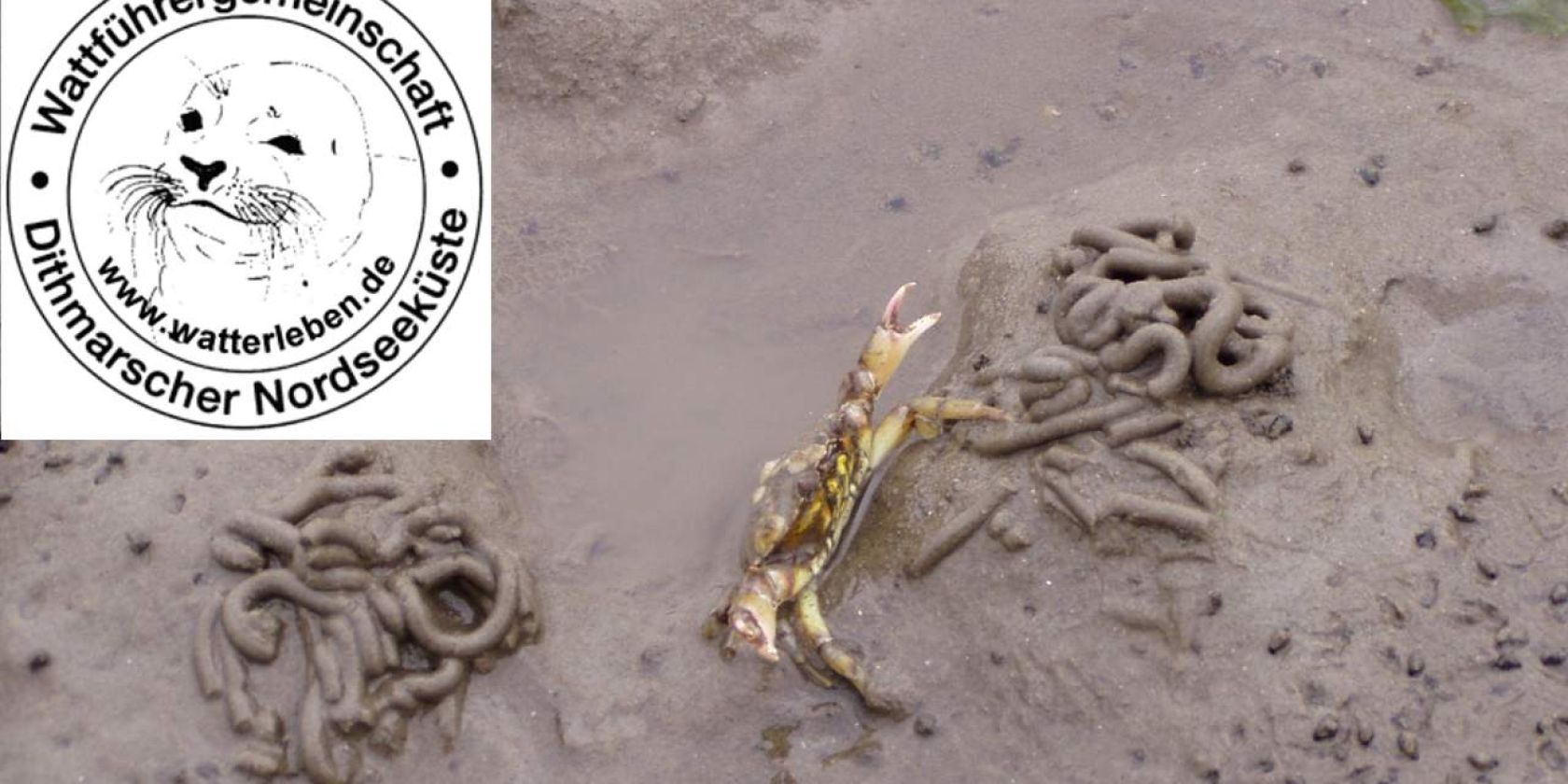 Wattwanderung "3- Priele" + Gr&uuml;nkohlessen, &copy; Jens Uwe Blender