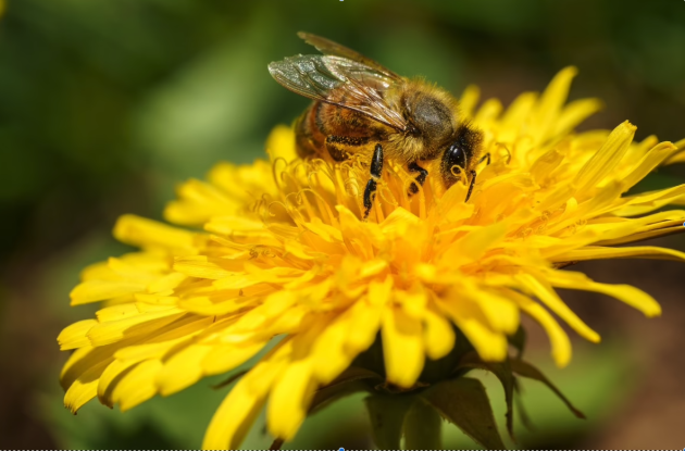 Garten von Ehren_Bienenfreundliche Pflanzen, © Garten von Ehren