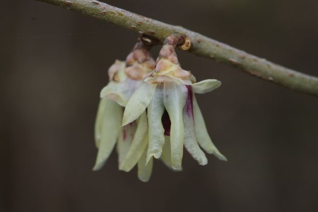 Chinesische Winterbl&uuml;te, &copy; Helge Masch