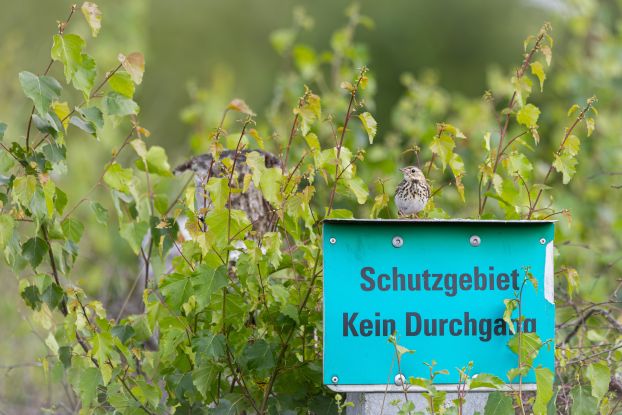 Baumpieper, © Hamze Beati