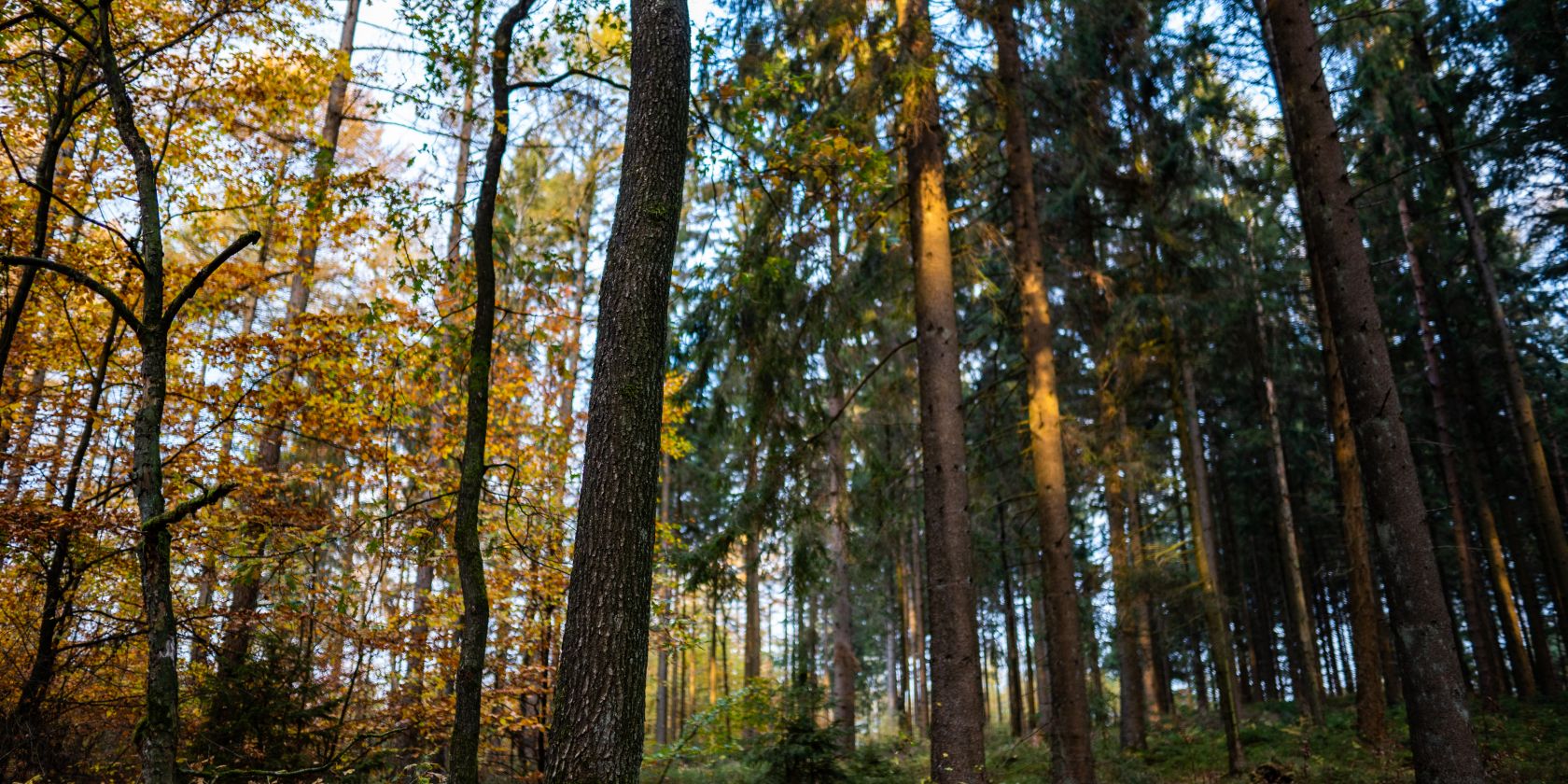 Waldbaden tut gut, &copy; Naturpark Aukrug e.V.