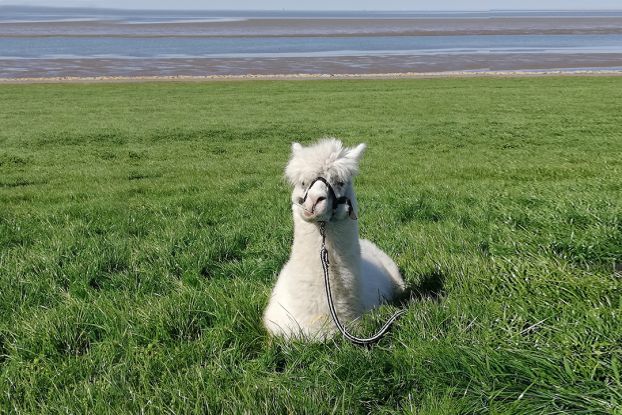 Alpaka-Nordsee-Wanderung, © Alpakas vom Herr Hof