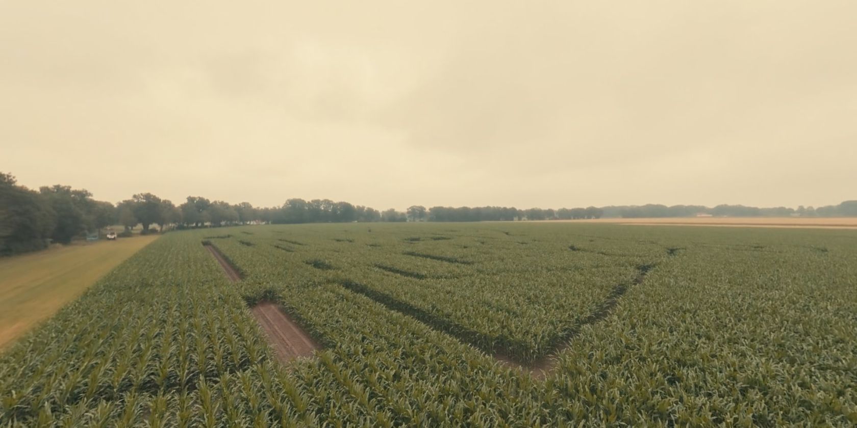 Maislabyrinth im Kliemannsland