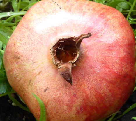 Granatapfel, &copy; Irmgard Busemann