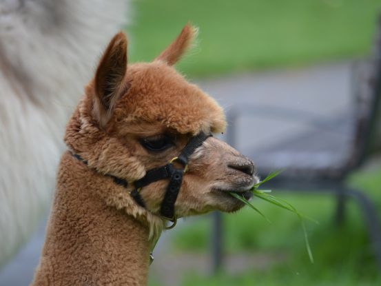 Alpakas im Park, Quelle: Reservix