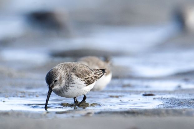 Alpenstrandl&auml;ufer, &copy; Franziska Tietze