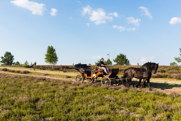 Mit der Kutsche durch die Heide, © Markus Tiemann