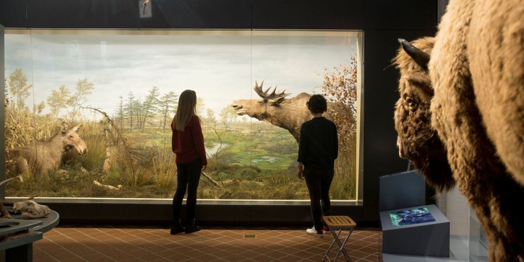 Naturabteilung in der Dauerausstellung des Ostpreußischen Landesmuseums, © Ostpreußisches Landesmuseum