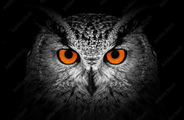 Eule_AdobeStock, &copy; iStock / Byrdyak