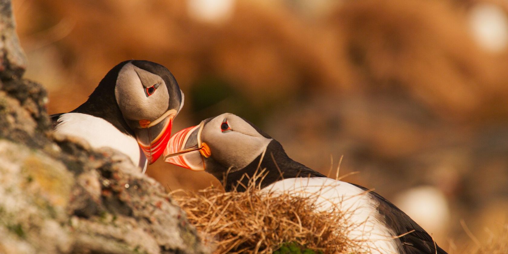 Photo 2 18_Puffins_flirting, © Asgeir Helgestad