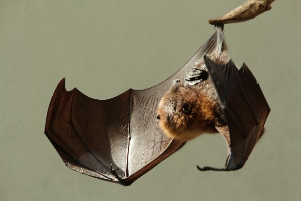 fledermaus-angieconscious-pixelio_1, © Schnevverdingen Touristik