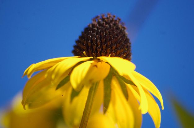Bl&uuml;te vom Sonnenhut, &copy; Helge Masch