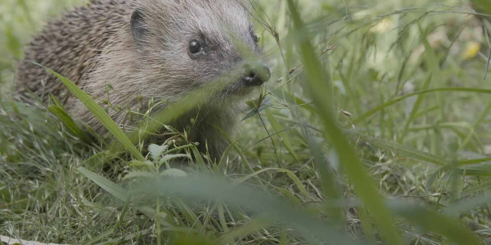 Willkommen in der Nachbarschaft, &copy; Heiko D. Groot