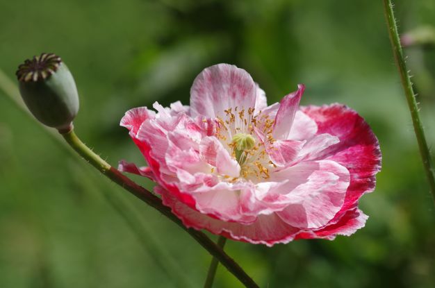 Klatschmohn (Papaver rhoeas), © HELGE MASCH .DE