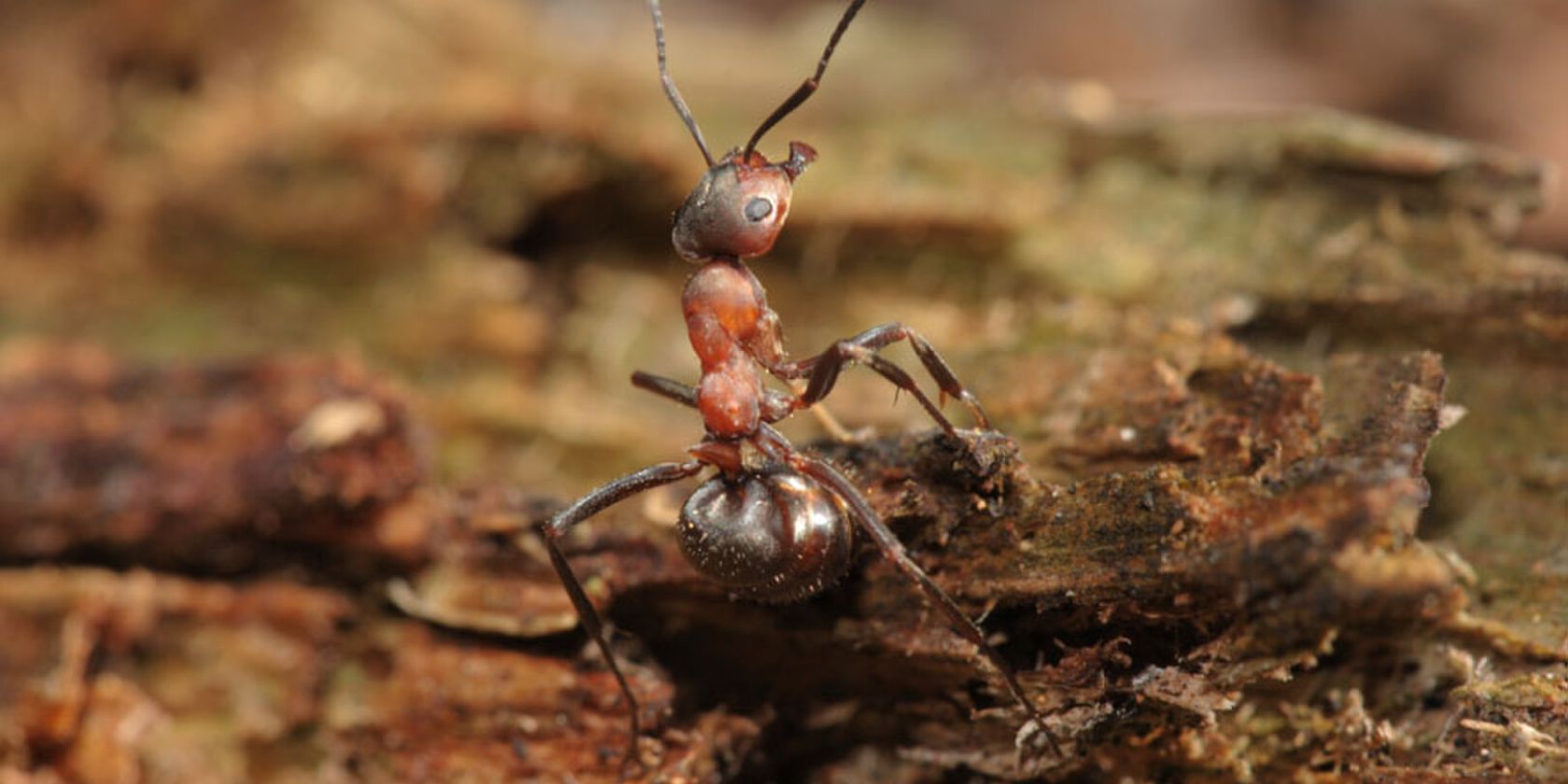 Fabelhafte Insekten - Ameisen, &copy; A. Hartl