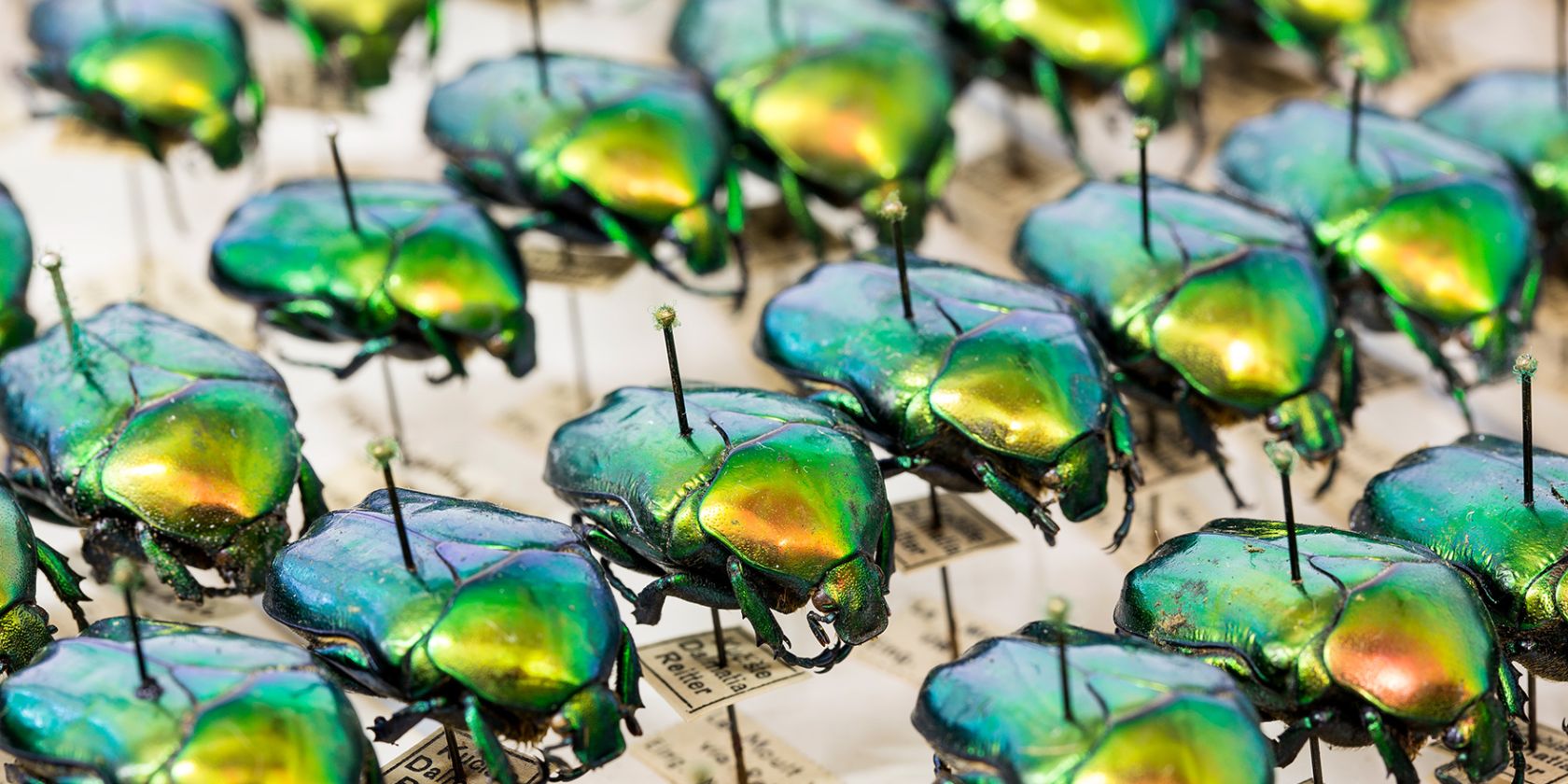 160720-Entomologie_61F4795-22-Mp-Foto-UHH,_RRZ MCC,_Mentz, &copy; UHH, RRZ/MCC, Mentz