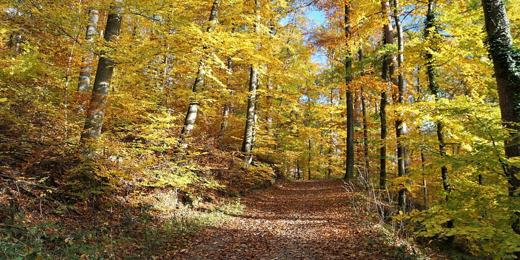 Herbstwald, © Naturpark Aukrug