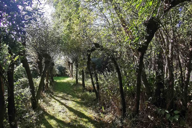 Lüneburger Stülper flechten im Weidenzentrum, © Weidenzentrum Wurster Nordseeküste e. V.