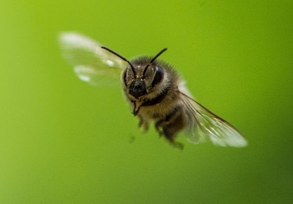 Ziemlich wilde Bienen, © Jan Haft
