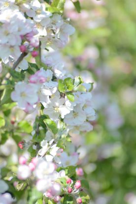 Blüte, © Julia Cirkel TI Altes Land