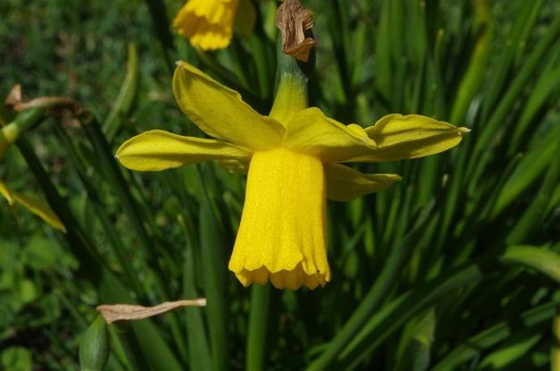 Narzisse, &copy; helgemasch.de