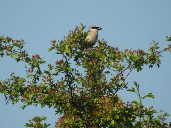 Naturpark-Tour: Die Vogelwelt am Mechower See, © Nora Wuttke
