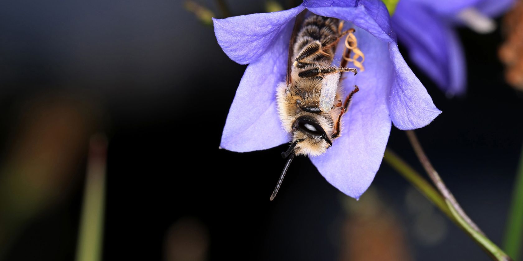 Wunder auf sechs Beinen – Insekten-Ausstellung im Biosphaerium Elbtalaue, © Christine Horn