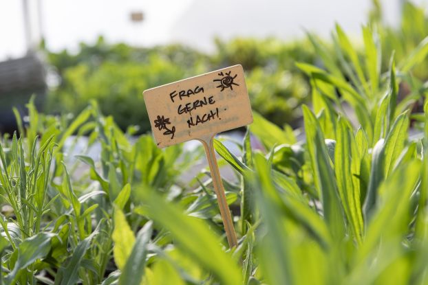 Pflanzen-Markt mit Beratung, &copy; Hof an den Teichen, Julia Knop