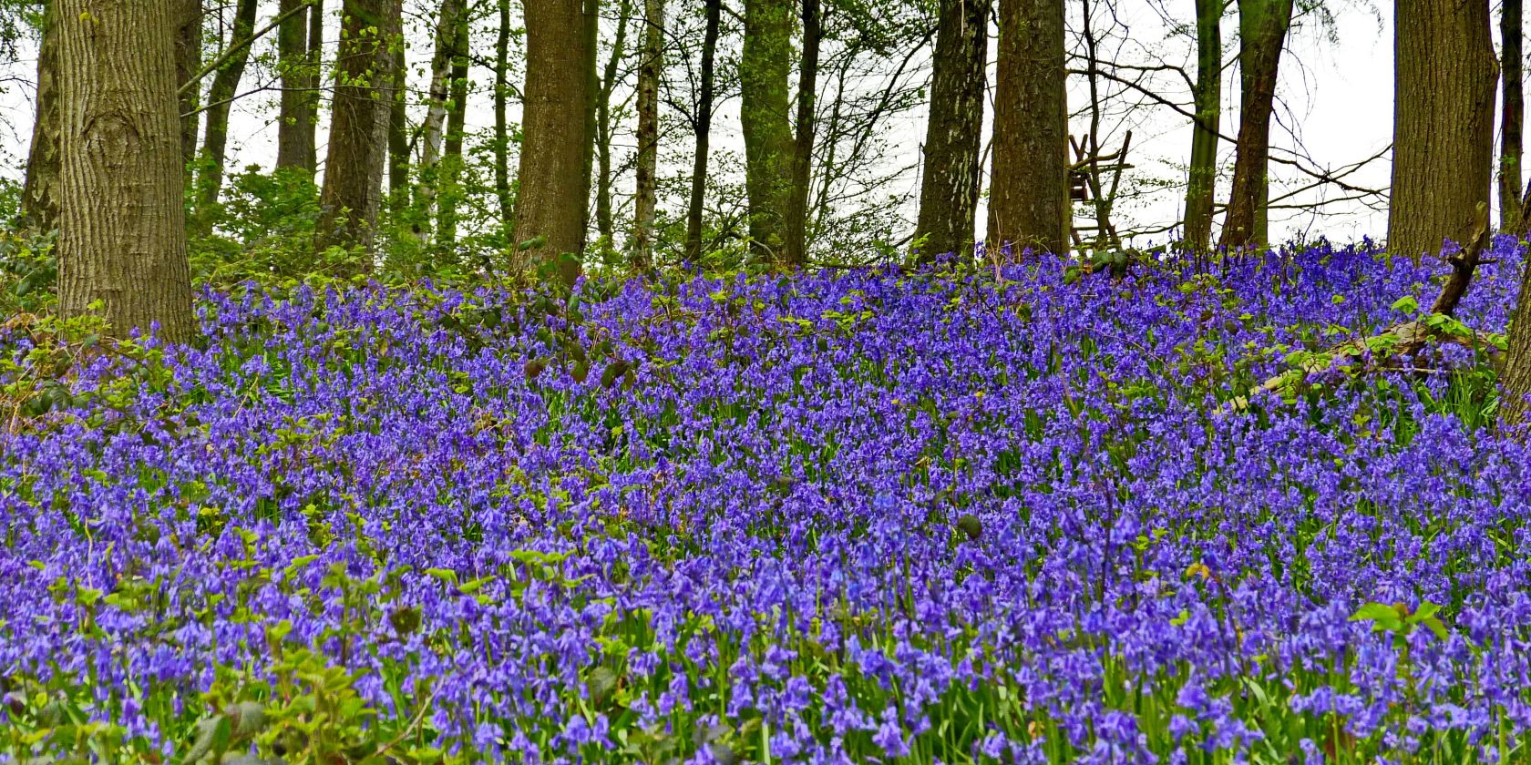 wald-22-04-16-hasenglckchen, © Naturpark Aukrug