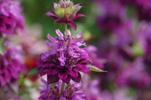 Indianernessel (Monarda 'Bergamo') IGA Berlin 2017, © Helge Masch