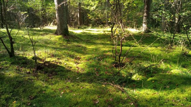 Entspannen im Wald auf moosigen Wegen, &copy; Marion Thishen-Hendess
